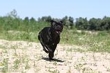 STAFFIE 036